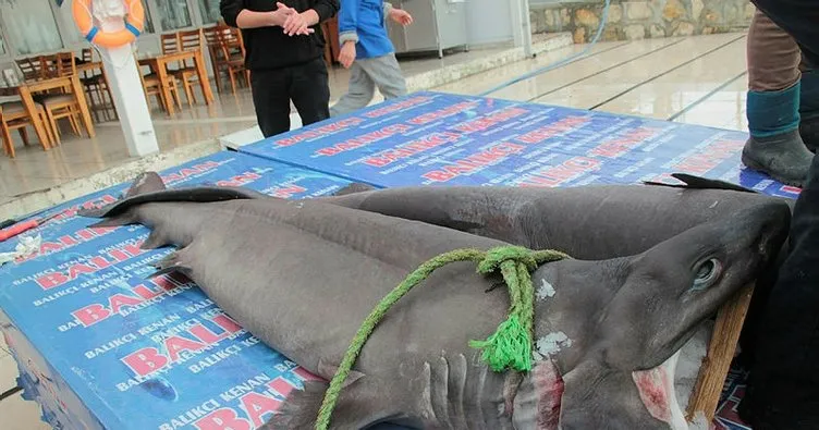 İstanbul’da 1.2 tonluk köpek balığı