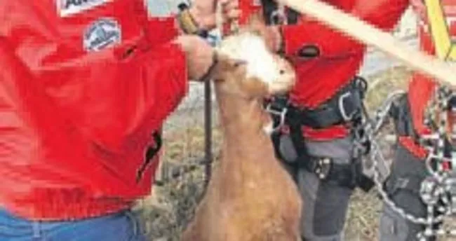 Kuyuya düşen keçi 2 saatte kurtarıldı