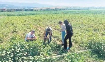 Patates tarlalarında mildiyö alarmı