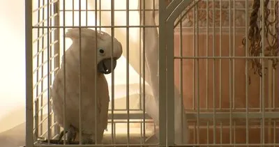 30 milyondan fazla izlendi: Papağan Osman ilahi duyunca kendinden geçiyor