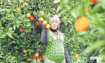 Portakalda aracılar kazanıyor