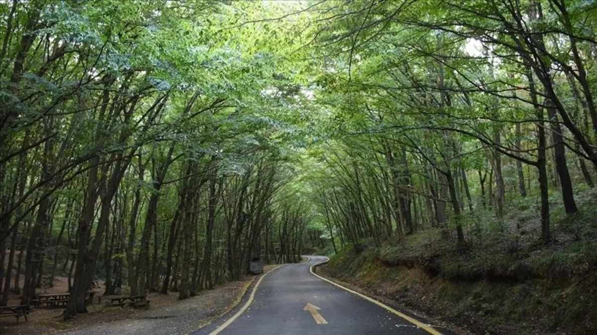 İstanbul Valiliği açıkladı: Ormana girişler 23 Haziran-15 Ekim tarihleri arasında yasaklandı! İstanbul Valiliği açıkladı: Ormana girişler 23 Haziran-15 Ekim tarihleri arasında yasaklandı!