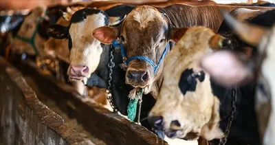 KURBAN BAYRAMI TARİHİ 2026 | Kurban bayramı ne zaman, kaç gün tatil olacak?