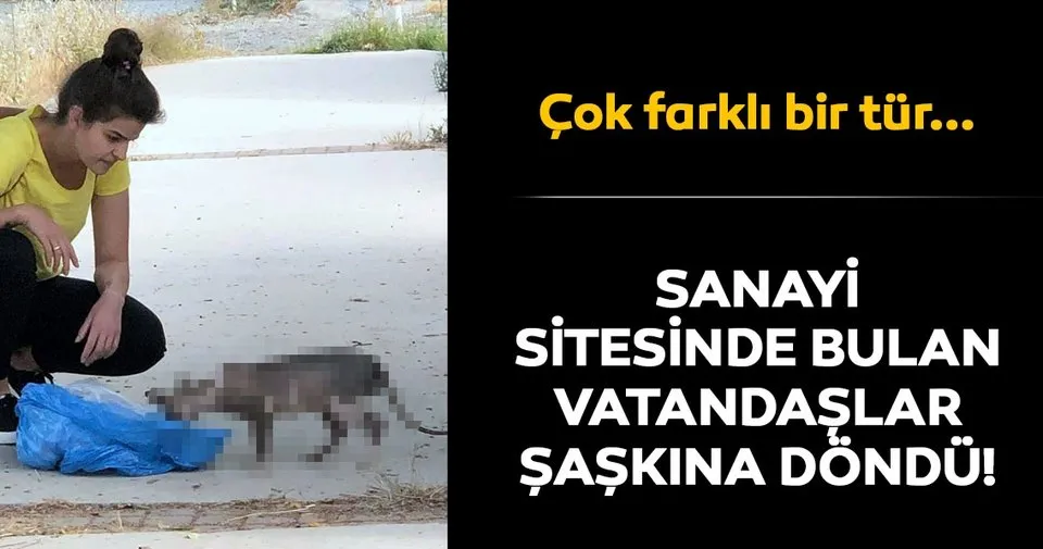 Sanayide Sfenks Kedisi Bulundu Sayfa 6 En Son Haber