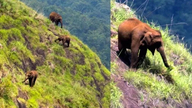 Dik bir dağa tırmanan filler görenleri şaşkına çevirdi