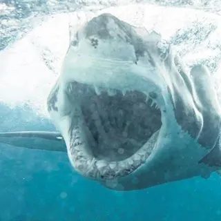 ‘Jaws’la yüz yüze