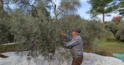 Muğla’nın yeşil altınında hasat sürüyor