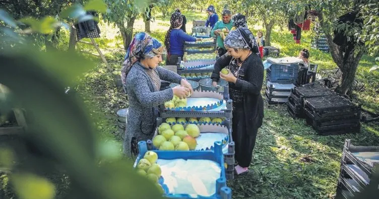 Armut rekoltesinde rekor artış umudu