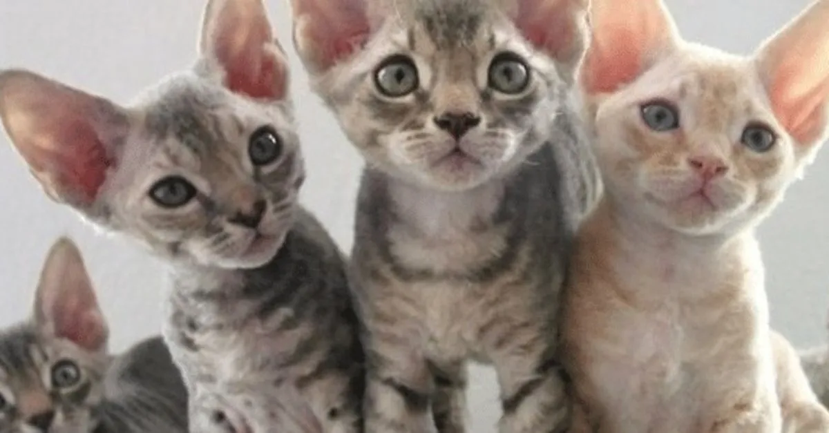 alerji yapmayan kedi diye bir sey yok saglik haberleri