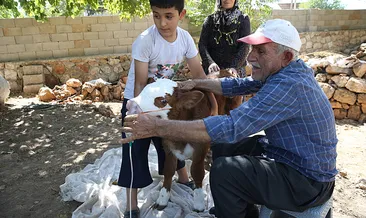 Buzağının hayatını kurtaran o dokunuş! Bebek gibi baktık