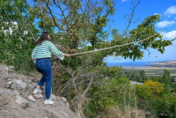 vanli-kadinlar-daglarin-eteklerinden-topladiklari-cevizi-bircok-sehre-gonderiyor-1697434725624.jpg