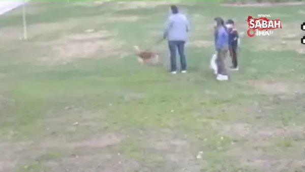 antalya da pitbull dehseti kamerada video