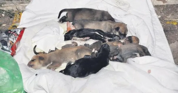Çöplükte 8 ölü yavru köpek bulundu