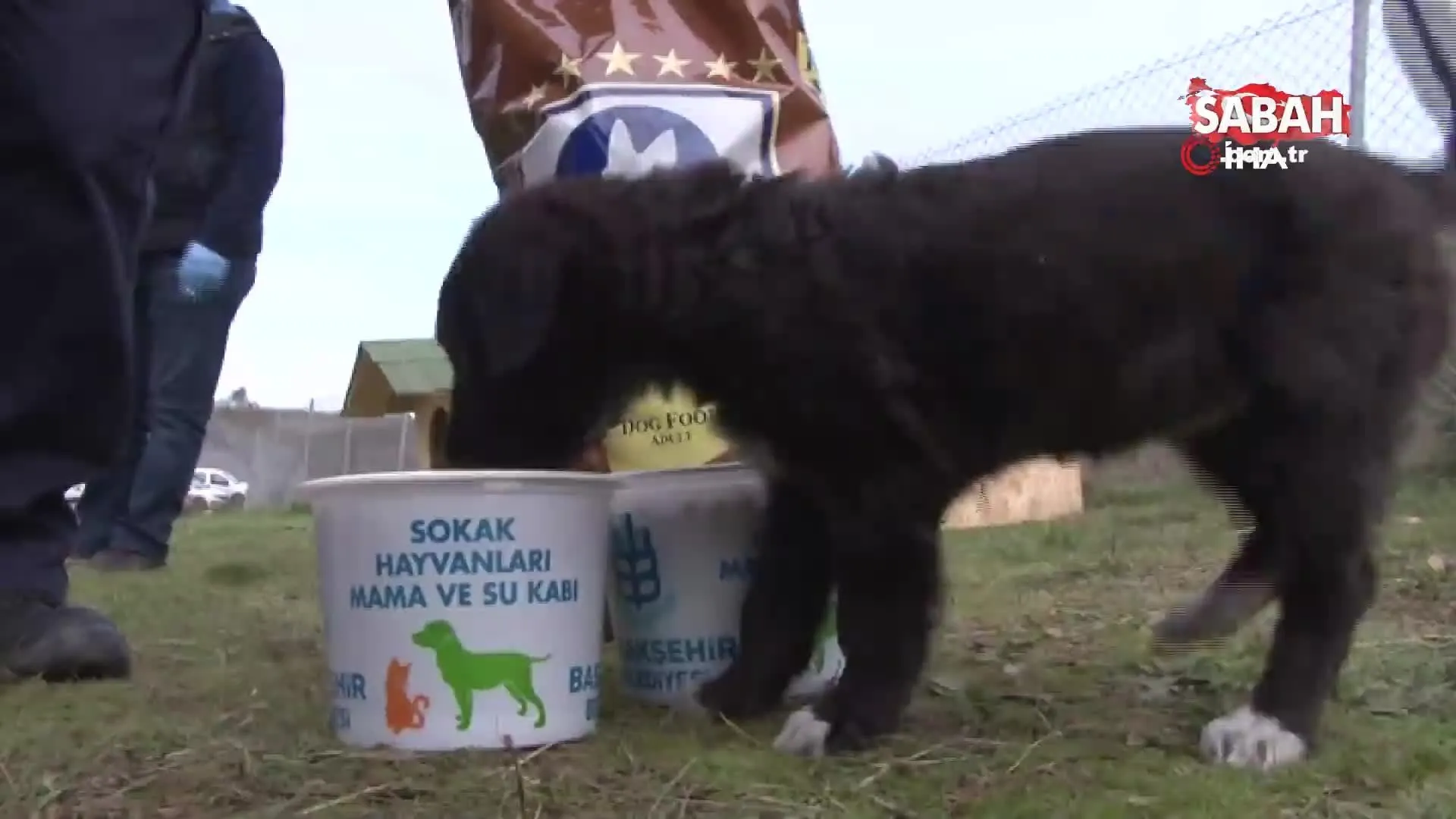 Basaksehir Belediyesi Nden Sokak Hayvanlarina Sicak Yuva Ve Barinak Noktasi Videosunu Izle Son Dakika Haberleri