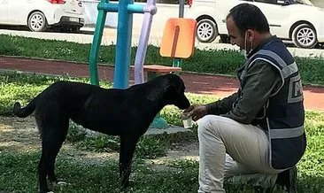 Polis memuru, susayan köpeğe elleriyle su içirdi