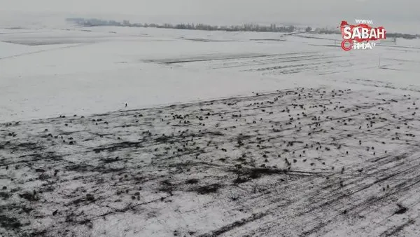Kars’ta göçerlerin kar üzerinde zorlu yolculuğu | Video