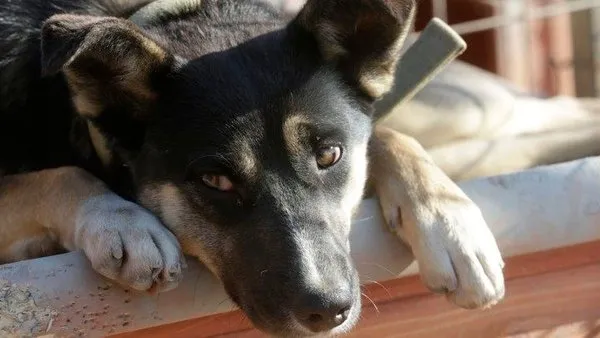 Nükleer bombadan daha çok insanın ölümüne sebep oldu... Öğrenince çok şaşıracaksınız