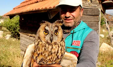 Yaralı kulaklı orman baykuşuna tedavi