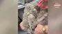 Öksüz koala, oyuncak ayıyı annesi zannetti | Video