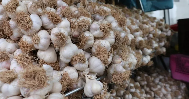 ruyada sarimsak gormek ne anlama gelir ruyada sarimsak gormenin manasi ruya tabirleri haberleri