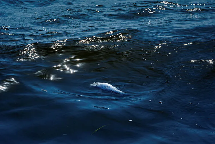 İzmir’deki balık ölümlerinden sonra gündeme geldi! Körfezi kurtaracak proje