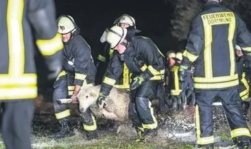 350 koyun için seferber oldular