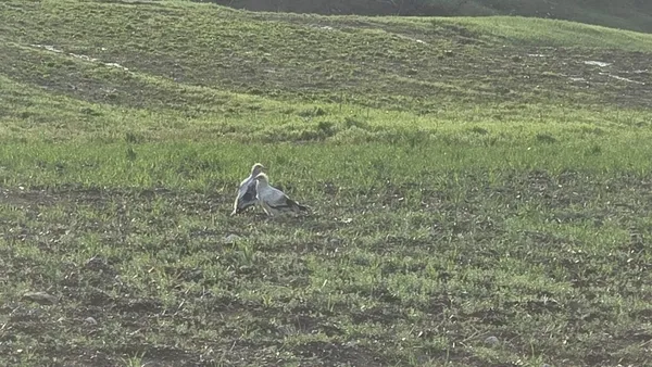 adiyamanda-koruma-altinda-olan-kucuk-akbabalar-goruntulendi-1777373033851.jpg