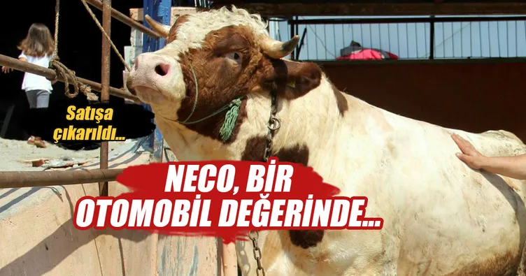 Otomobil fiyatına kurbanlık boğa