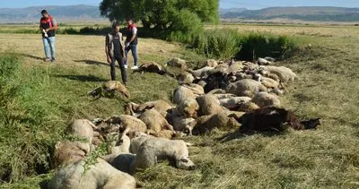 Muş'ta 150 koyun telef oldu #mus