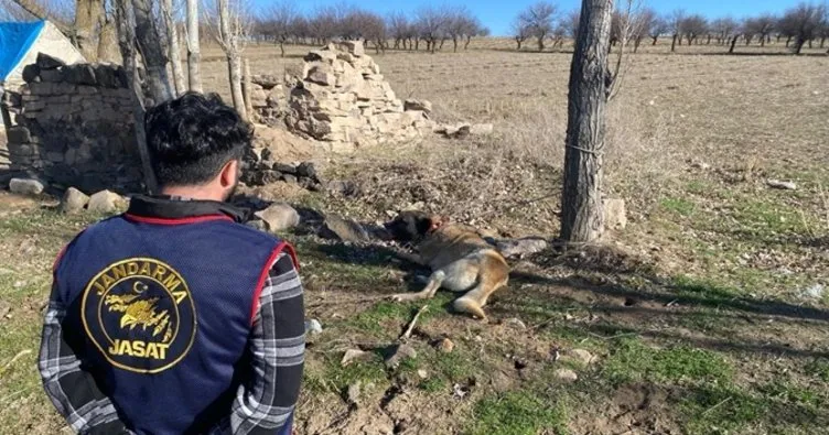 Nevşehir’de köpek dövüşü: 9 kişi yakalandı!