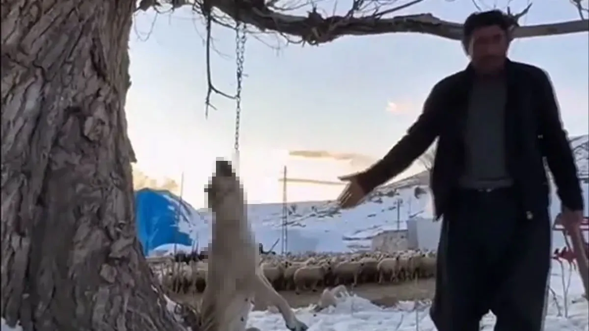 Kayseri'de köpeğini böyle öldürmüştü: O görüntüler çok konuşuldu! Cani hakkında karar...
