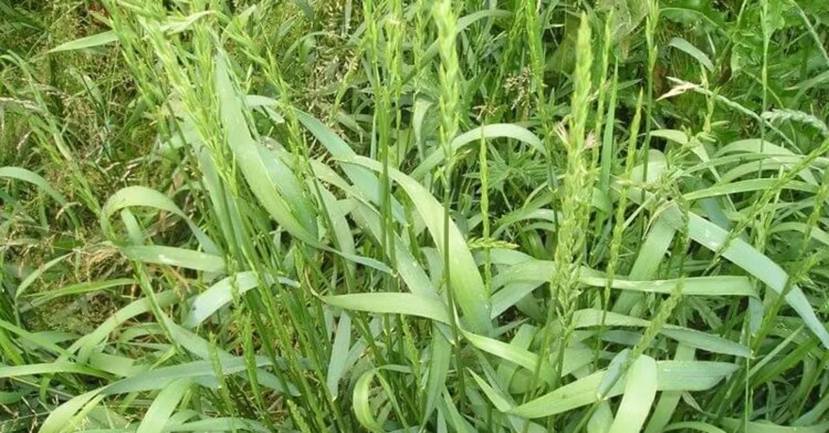 Ποια είναι τα πλεονεκτήματα και τα μειονεκτήματα του quackgrass;  Σε τι χρησιμεύει το quackgrass και πώς χρησιμοποιείται;