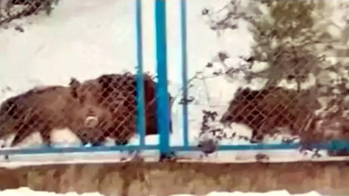 Kar yağışı sonrasında yiyecek arayan domuz sürüsü yola indi