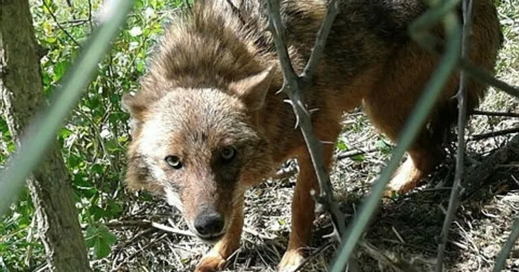 Tuzağa yakalanan çakalı itfaiye kurtardı