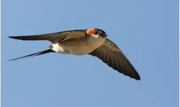 Rüyada kırlangıç görmek ne anlama gelir?