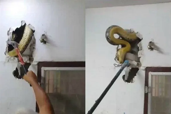 Davetsiz misafirler