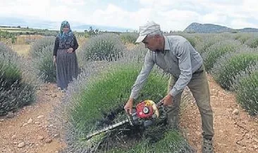 Üreticiye 140 bin lavanta desteği