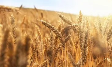 Arpa ve buğday alım fiyatları ne kadar oldu? 2021 Bakliyat alım fiyatları/arpa ve buğday alım fiyatları ne kadar ve kaç TL?