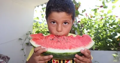 Iğdır’da 4’üncü Karpuz hasadı gerçekleşti