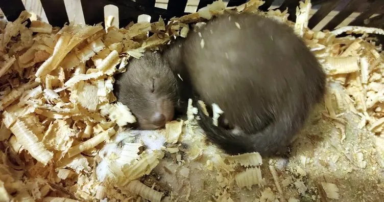 Okulun çatısında bulundu, korumaya alındı!