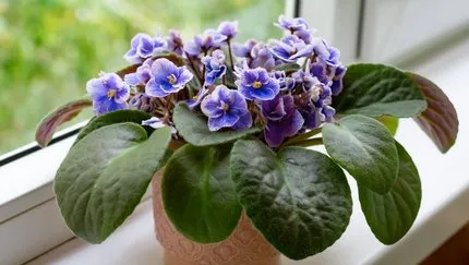 Menekşe Saksısı Nasıl Olmalı? Menekşe En İyi Hangi Saksıda Yetişir, Büyüklüğü Nasıl Olmalı?