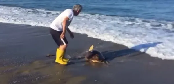 plaja-yuva-yaptiktan-sonra-ters-donen-caretta-carettanin-yardimina-doga-dostlari-kostu-1715716817291.jpg