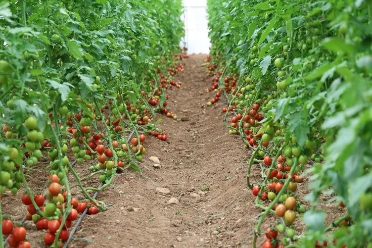 Adana’da 15 yıl önce babasından öğrendi şimdi para para demiyor! 400 metrekareden 30 dönüme ulaştı