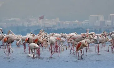 Pembe misafirlerimiz doğanın umudu oldu