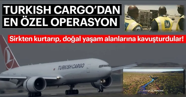 Turkish Cargo, sirk aslanlarını doğal yaşam alanlarına kavuşturdu