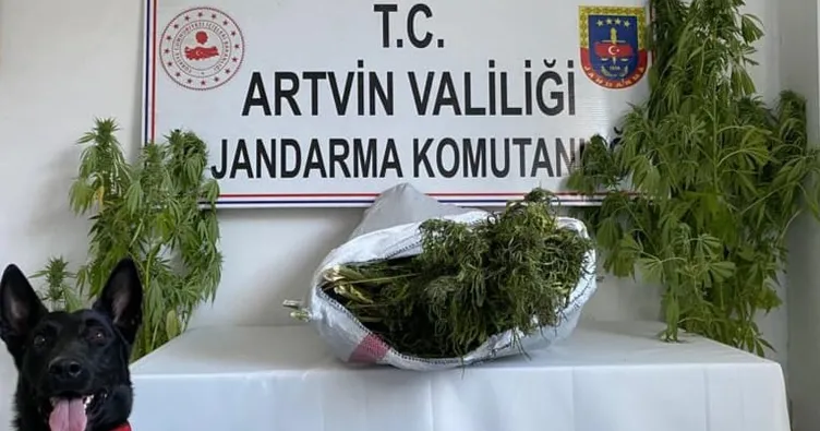 Artvin’de uyuşturucu operasyonu