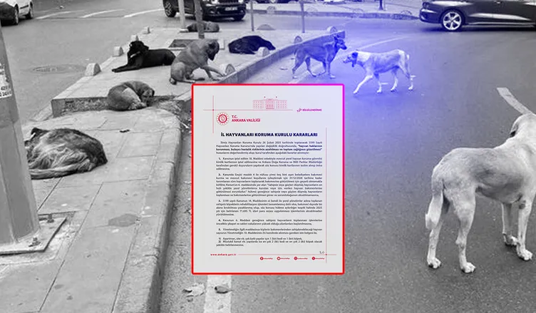 Ankara’da ‘sahipsiz hayvanlar’ için karar alındı: Tam 71 bin 695 TL ceza!