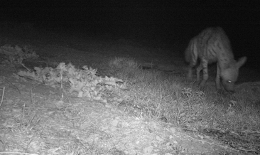 Hatay’da çizgili sırtlan görüntülendi