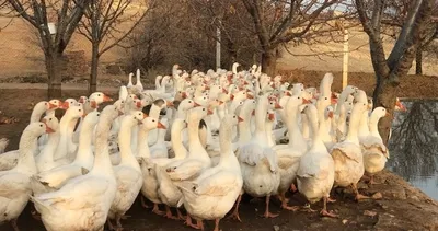 Arkadaşı tavsiye etti! Şimdi paraya para demiyor... Yıllık kazancı şaşırttı