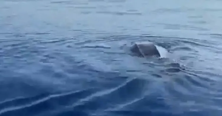 Göcek açıklarında dev Caretta Caretta!